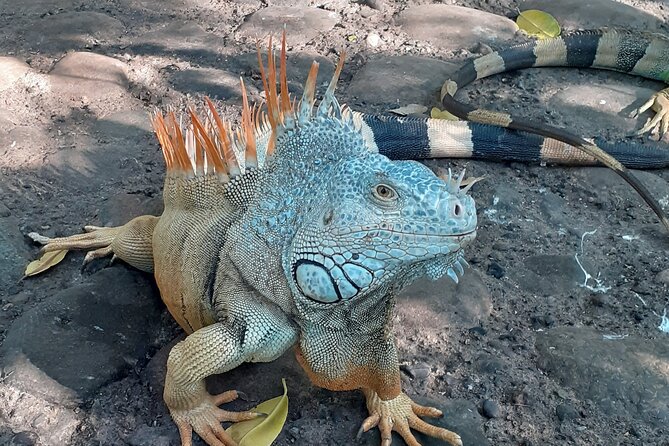 Ixtapa Island Tour - Lunch on Ixtapa Island: Pick Your Plate, Then Get Back in the Sun