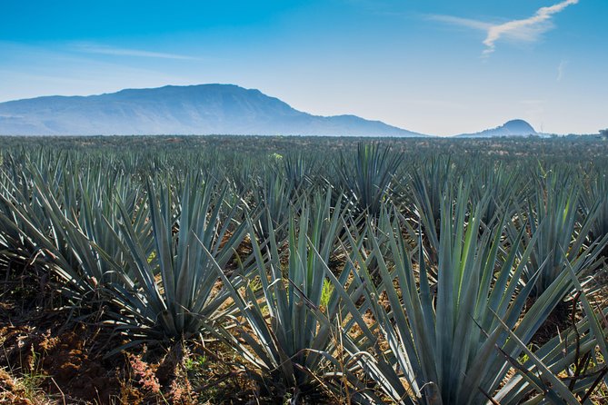 José Cuervo Tequila Day Experience from Guadalajara - The Tasting: What to Expect, How to Taste Without Overdoing It