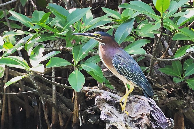 Kayak adventure through Laguna Nichupté in Cancun - Wildlife spotting that actually works (and how to improve your odds)