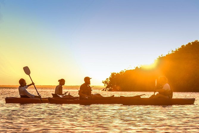 Kayak adventure through Laguna Nichupté in Cancun - The 3-hour route: bird tree, mangrove “birth,” and tunnel critters