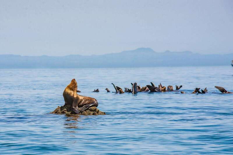 La Paz: Espiritu Santo Island Tour - Isla Espíritu Santo and Balandra, in one half-day of waves