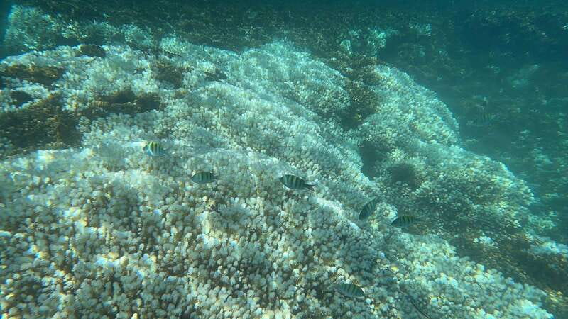 La Paz: Espiritu Santo Island Tour - Who this tour fits best, and who should skip it