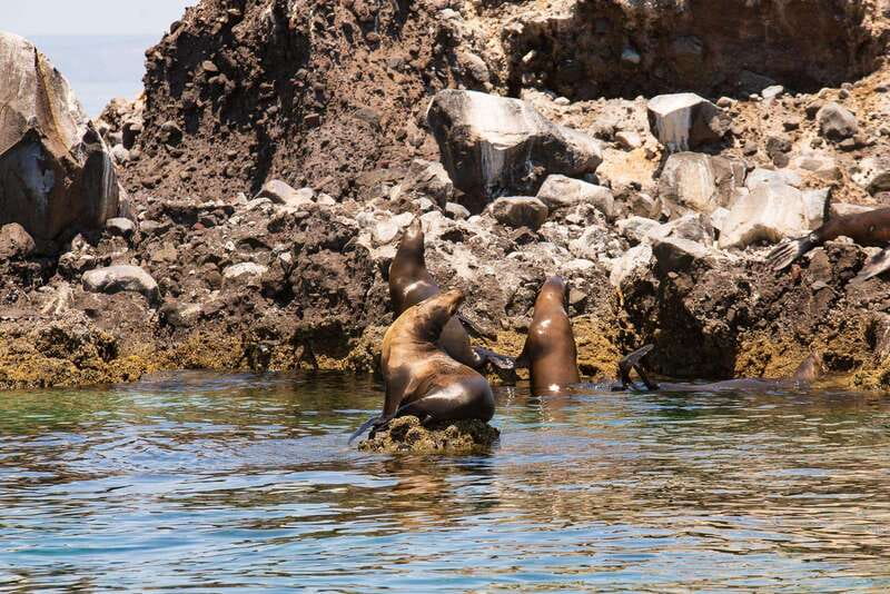 La Paz: Espiritu Santo Island Tour - Price and value: what $128 includes, and what that buys you