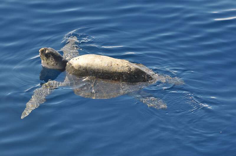La Paz: Espiritu Santo Island Tour - Getting picked up in La Paz, then heading out on a 35 to 40 foot speedboat