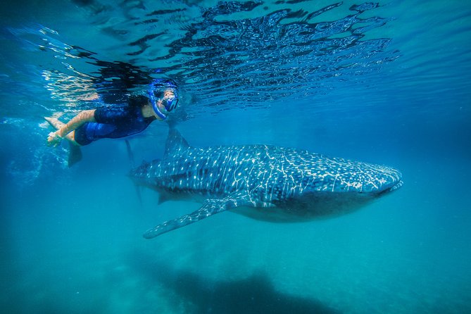 La Paz Whale Shark Snorkeling Tour and Lunch From Los Cabos - Kitted Up for the Water: Wetsuit, Snorkel Gear, and What to Watch