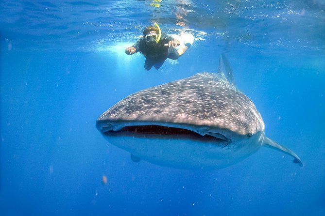 La Paz Whale Shark Snorkeling Tour and Lunch From Los Cabos - Stop at the Malecon and Lunch: This Is Not an Afterthought