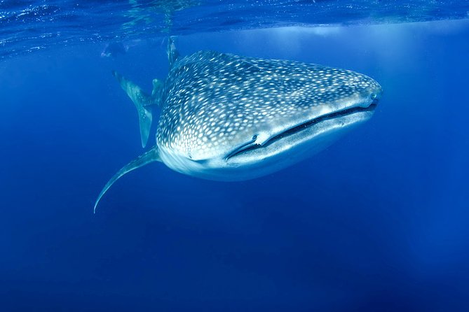 La Paz Whale Shark Snorkeling Tour and Lunch From Los Cabos - Timing, Motion, and What to Pack for a Full-Day Swim