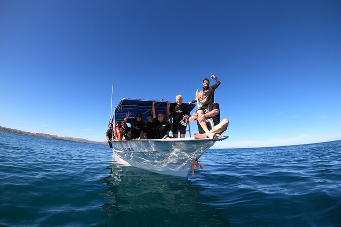 La Paz Whale Shark Snorkeling Tour and Lunch From Los Cabos - Price and Value: Why $259 Makes Sense, and When It Might Feel Steep