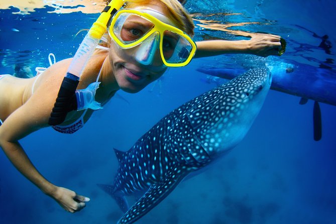 La Paz Whale Shark Snorkeling Tour and Lunch From Los Cabos - How the Whale Shark Swim Works in Practice (and Why It’s a Numbers Game)