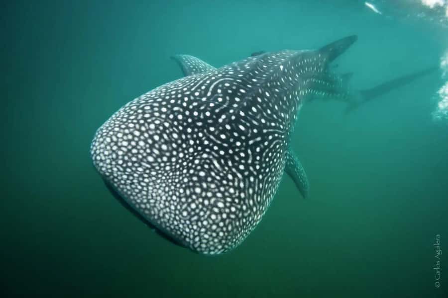 La Paz: Whale Shark Swimming Adventure with Marine Biologist - When La Paz whale sharks show up, and why it matters