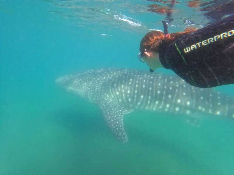 La Paz: Whale Shark Swimming Adventure with Marine Biologist - Snorkel kit and full wetsuit, why it’s included for a reason