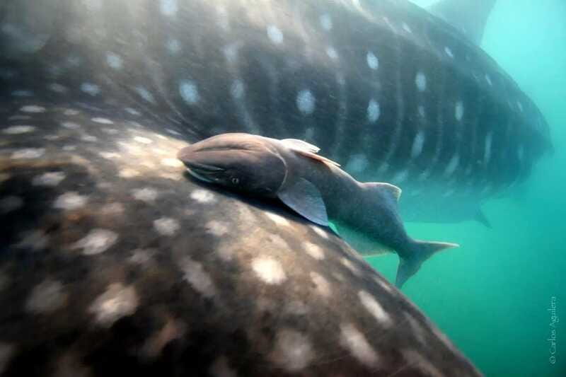 La Paz: Whale Shark Swimming Adventure with Marine Biologist - Guides, bilingual marine biology, and the crew that keeps it safe