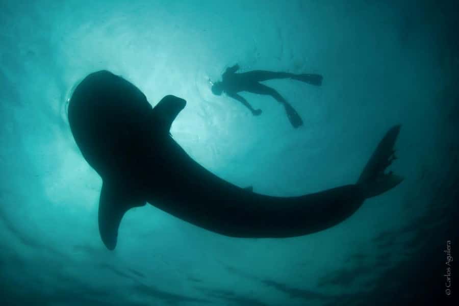 La Paz: Whale Shark Swimming Adventure with Marine Biologist - Price and group size, and what that money is buying