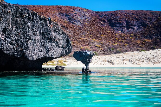 La Paz World Class Snorkeling in Balandras Hidden Beaches - Sea lions, starfish, and the part that depends on the season