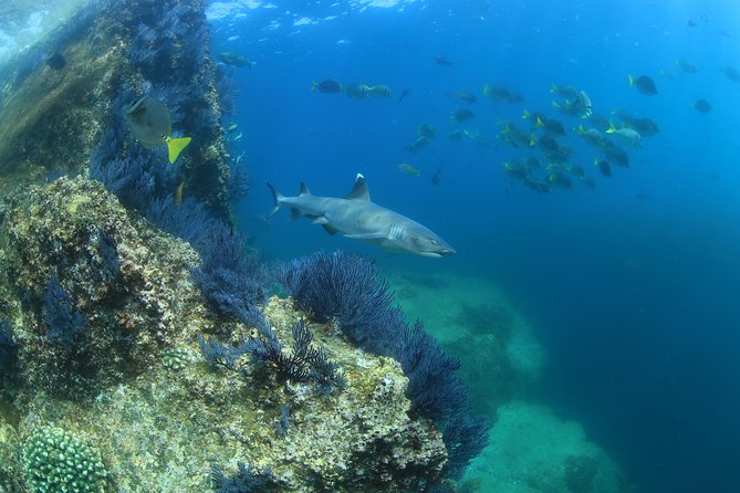 Learn to Scuba Dive in Cabo San Lucas with PADI - Pelican Rock: getting comfortable with real ocean conditions