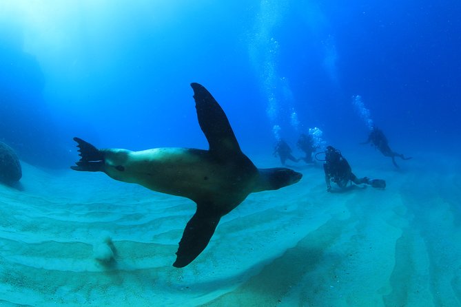 Learn to Scuba Dive in Cabo San Lucas with PADI - Boat setup, comfort, and the included goodies that matter