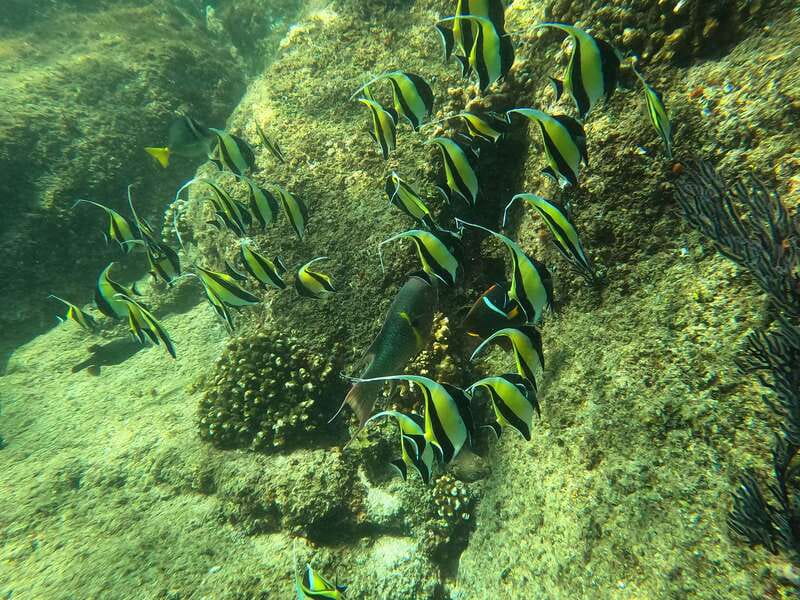 Los Cabos: Kayak to The Arch & Snorkel + Transport & Photos - Pelican’s Rock snorkeling: what you’ll see, and how to get the most out of 30 minutes