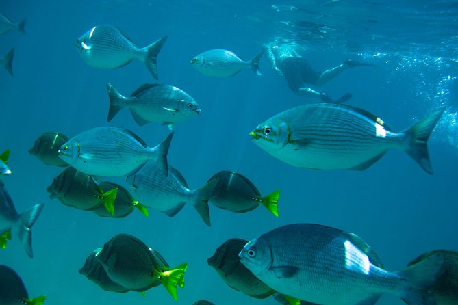 Los Cabos Snorkeling Tour to Chileno Bay and Santa Maria Cove - Key Points I’d Put on Your Radar