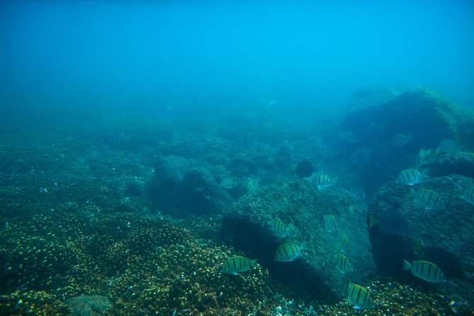 Los Cabos Snorkeling Tour to Chileno Bay and Santa Maria Cove - The 3-Hour Plan in Plain English