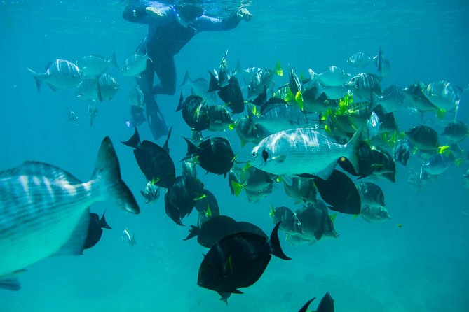 Los Cabos Snorkeling Tour to Chileno Bay and Santa Maria Cove - Chileno Bay: Gentle Waves, Fish, Coral, and Big Moments