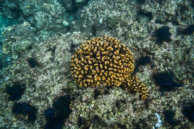 Los Cabos Snorkeling Tour to Chileno Bay and Santa Maria Cove - No Boat, Shore Entry Snorkeling, and What That Means for You