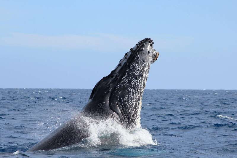 Los Cabos: Whale Watching (Transport and Pictures Included) - Key takeaways before you go
