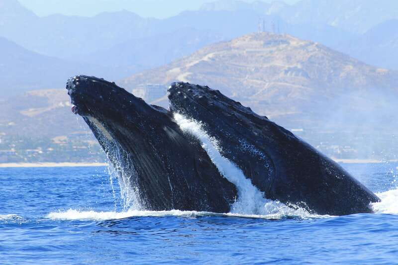 Los Cabos: Whale Watching (Transport and Pictures Included) - Value Check: What You’re Really Getting for $94