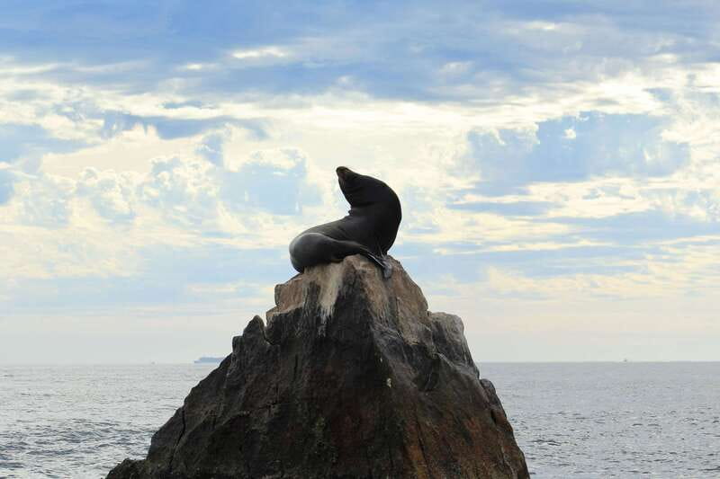 Los Cabos: Whale Watching (Transport and Pictures Included) - Two Hours in the Gulf of California: Your Main Whale Watching Time