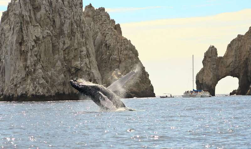 Los Cabos: Whale Watching (Transport and Pictures Included) - Boat Comfort That Isn’t an Afterthought
