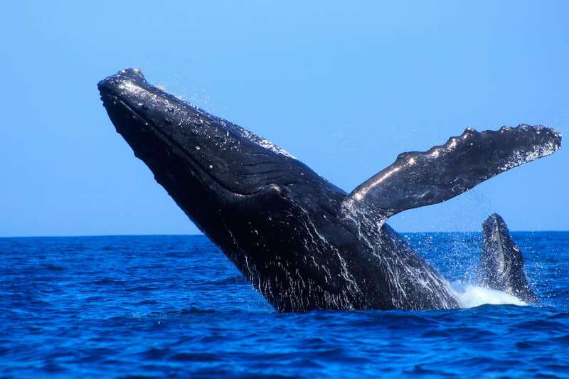 Los Cabos: Whale Watching (Transport and Pictures Included) - Included Photos: The Easiest Way to Get Better Whale Pictures
