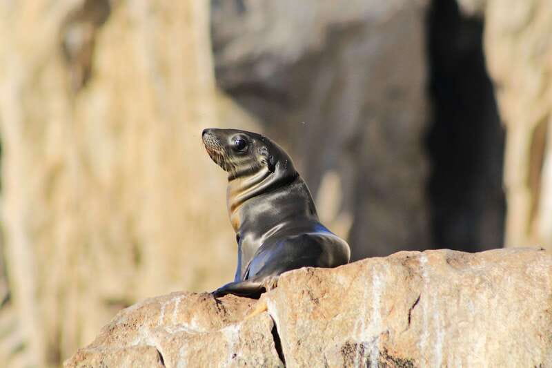 Los Cabos: Whale Watching (Transport and Pictures Included) - Pickup to Marina: The Smooth Start You’ll Feel Immediately