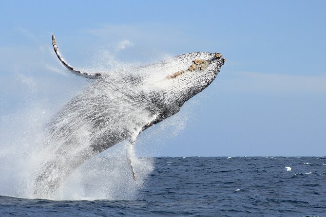 Los Cabos Whale Watching (Transportation and Pictures Included) - Key Highlights You’ll Actually Notice