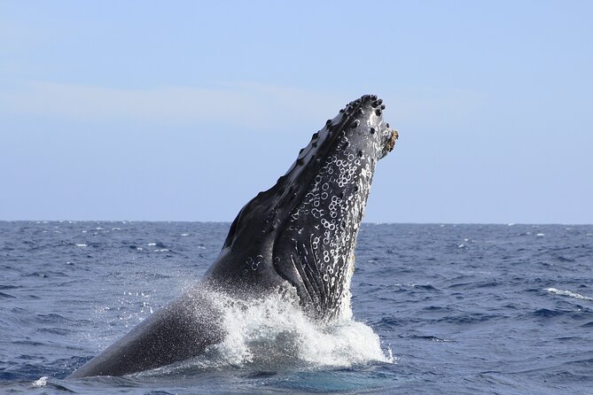 Los Cabos Whale Watching (Transportation and Pictures Included) - What’s Included for $90, and Why the Value Adds Up