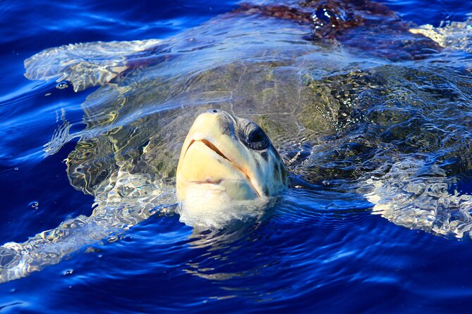Los Cabos Whale Watching (Transportation and Pictures Included) - Timing Tips: When to Go for Better Chances