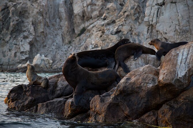 Los Cabos Whale Watching (Transportation and Pictures Included) - Who This Tour Fits Best