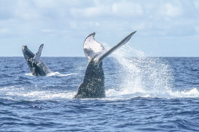 Luxury Catamaran Whale Watching Cabo San Lucas - Sea of Cortez Whale Watching: Hydrophone, Humpback Songs, and Real Patience