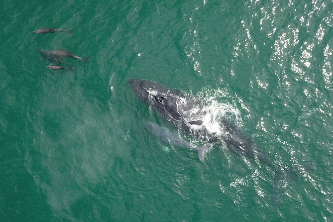 Luxury Catamaran Whale Watching Cabo San Lucas - Drinks, Snacks, and the Onboard Comfort Factor