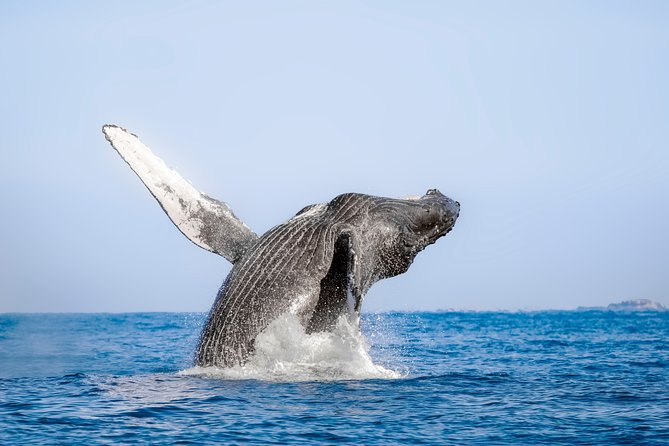 Luxury Catamaran Whale Watching Cabo San Lucas - Respecting Whales Up Close, Without Getting Too Close