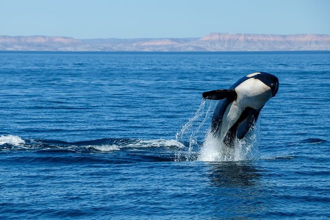 Luxury Catamaran Whale Watching Cabo San Lucas - Who This Tour Fits Best (And Who Might Want a Different Option)