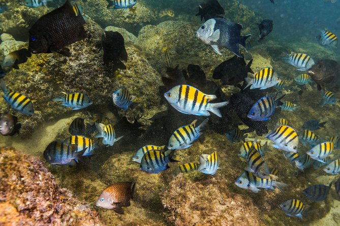 Magical Cenote and Paradise Lagoon Snorkeling Adventure - Yal-Ku Lagoon snorkeling: fish, rock features, and why conditions can vary
