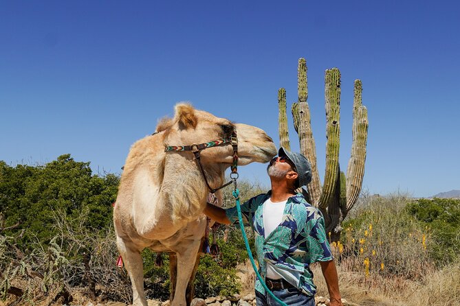 Magical Todos Santos Tour, Camel Ranch, Lunch and Tequila - Todos Santos Plus Camels, Carpets, Lunch, and Tequila