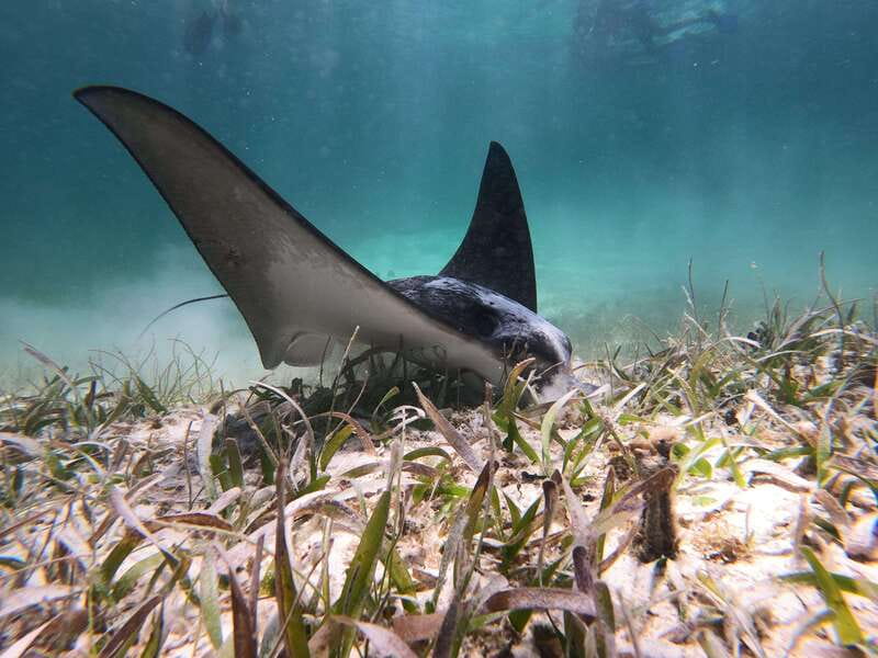 Mahahual: Snorkel Tour in Reef Lagoon - Key things I’d plan around