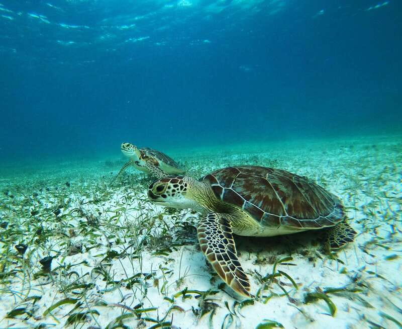 Mahahual: Snorkel Tour in Reef Lagoon - Where the tour starts at Blue Kay Ecocabañas