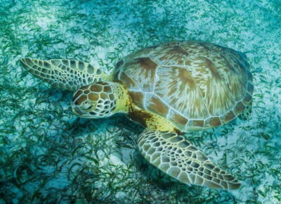 Mahahual: Snorkel Tour in Reef Lagoon