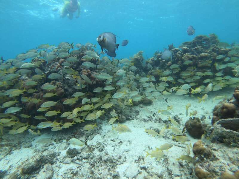 Mahahual: Snorkel Tour in Reef Lagoon - The “respect the reef” rules that actually help you see more