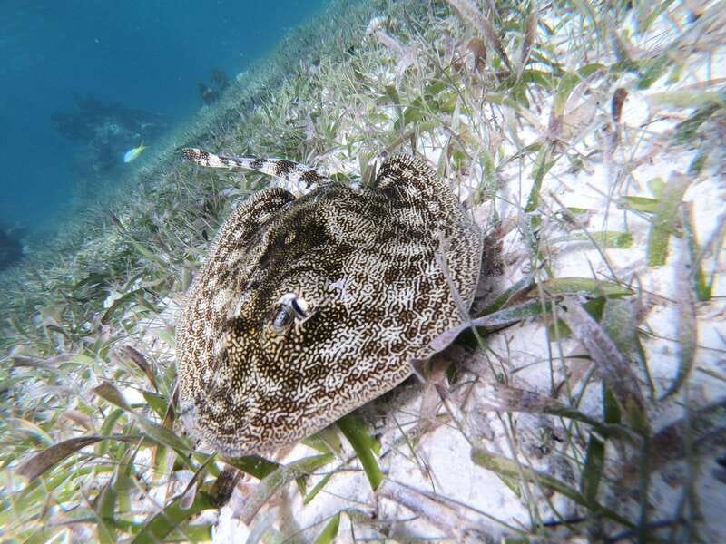 Mahahual: Snorkel Tour in Reef Lagoon - The practical boat and safety details that matter