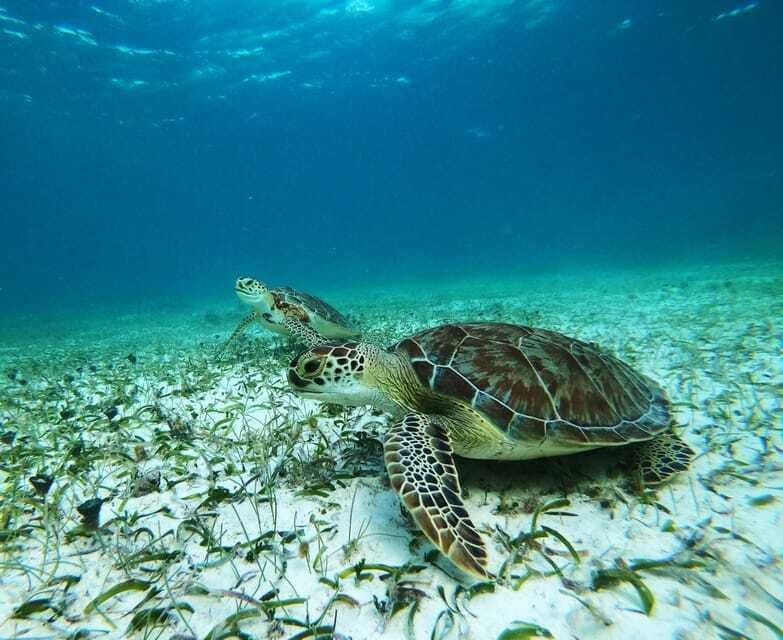 Mahahual: Snorkel Tour in Reef Lagoon - What you get for the price, and when it feels like a bargain