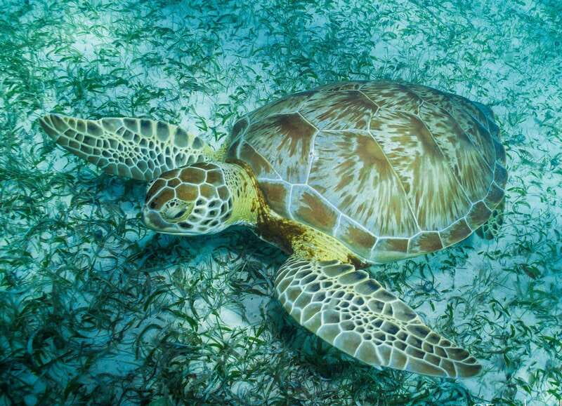 Mahahual: Snorkel Tour in Reef Lagoon - Getting geared up, then getting the reef briefing