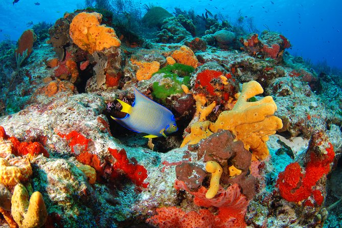 Mayan Adventure Snorkeling Tour from Playa del Carmen or Riviera Maya - Three Water Worlds in One Riviera Maya Day