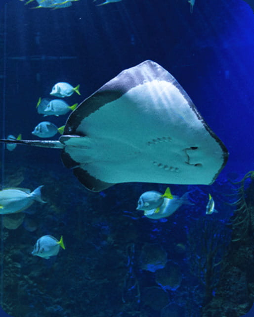 Mexico City: Fast Pass Ticket to Acuarium Inbursa - Price and What You Get for It